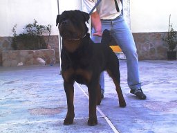 Balto of Brs Passion